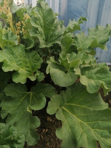 Éco‑démarche & Jardin pédagogique